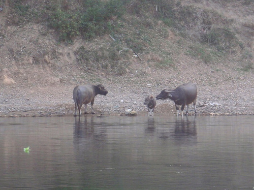 Water Buffalo Family.
